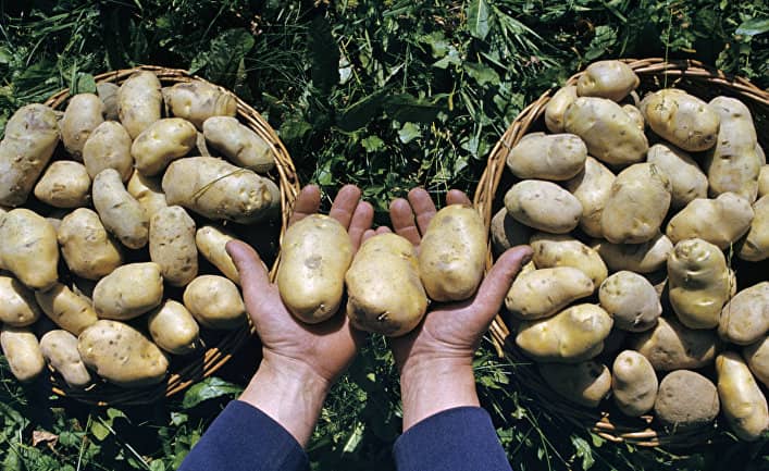 Вирощування картоплі — найбільш урожайні сорти і технології висаджування